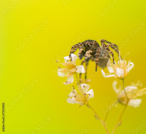 Obraz na płótnie Jumping spider w salonie