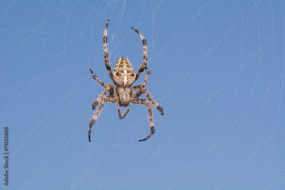 Spider