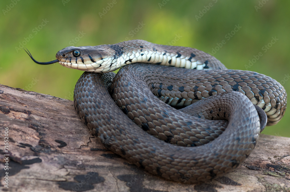 Obraz premium macro of a grass snake in the nature