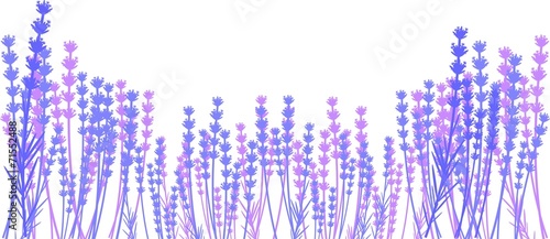 Fototapeta Naklejka Na Ścianę i Meble -  Silhouette of lavender