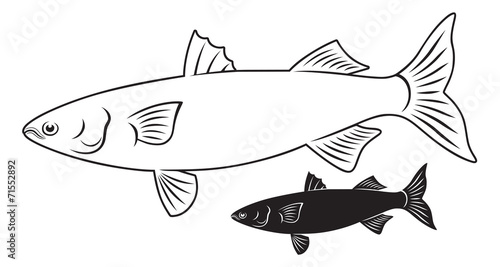 Photography fish mullet