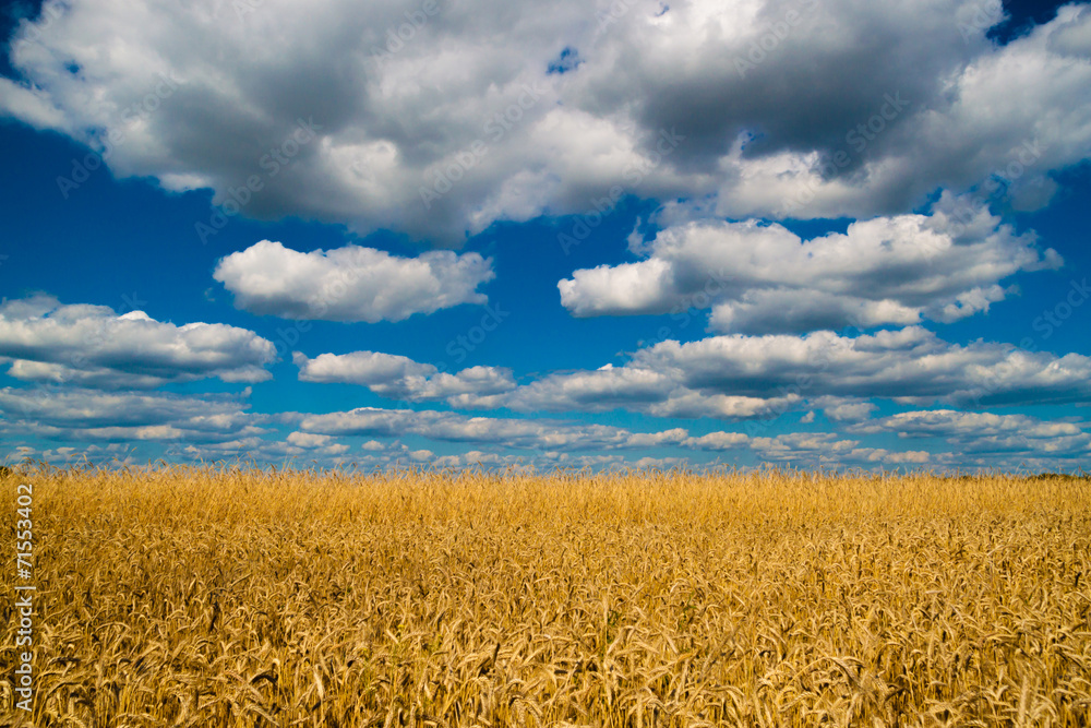 Naklejka premium wheat field
