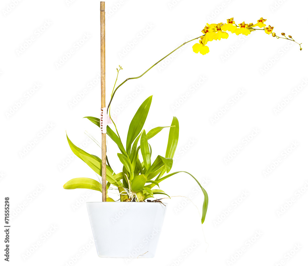 Fototapeta premium Orchidea (Dancing Orchid)