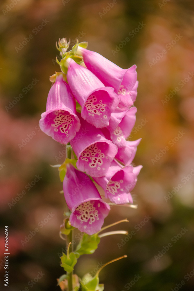 Obraz premium pink flower