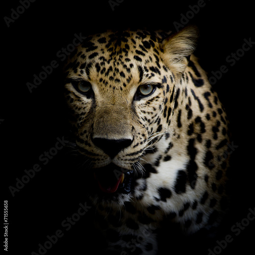 close up Leopard Portrait © art9858