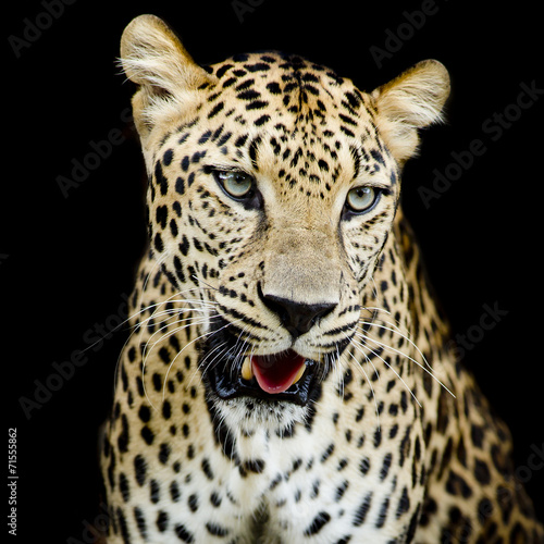 Leopard portrait