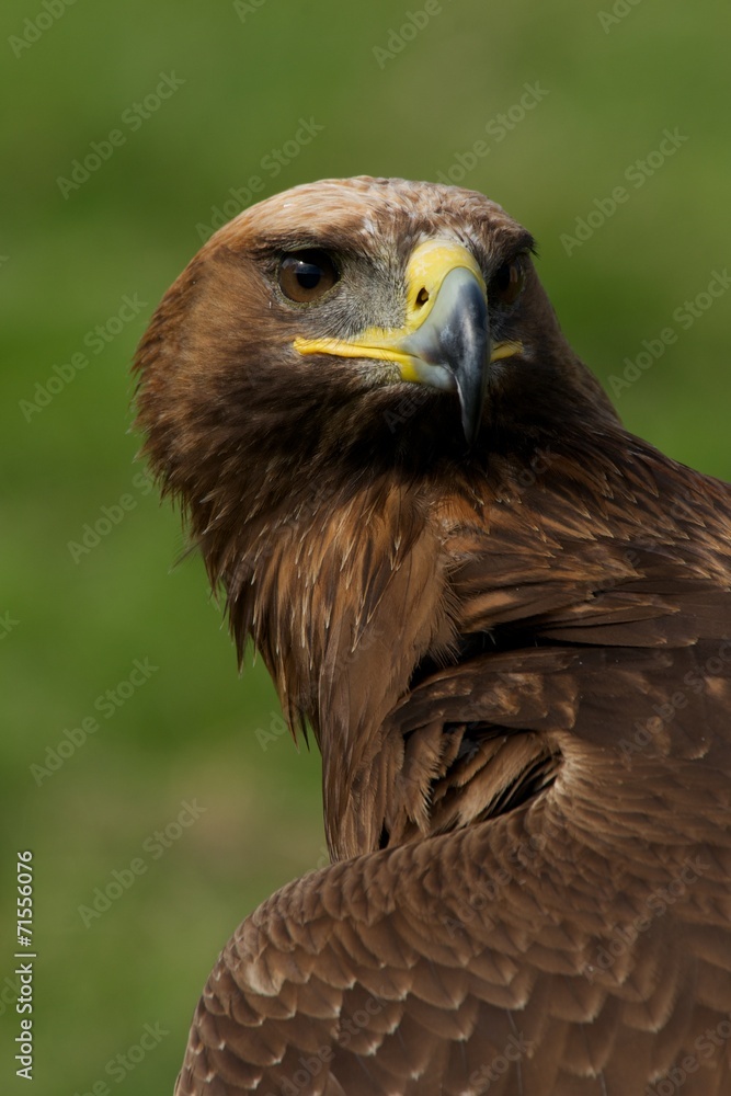 Close-up of golden eagle head and neck Close-up of golden eagle head and neck