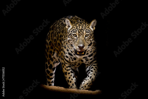 Jaguar portrait #71556052