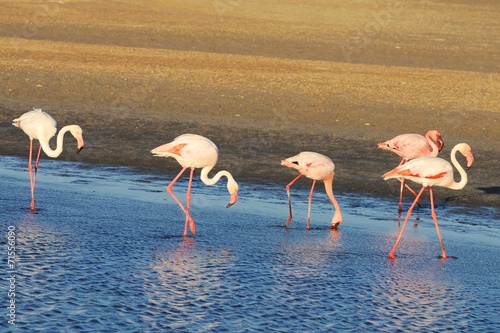 Flamingos (Phoenicopteridae) bei Walvisbay photo