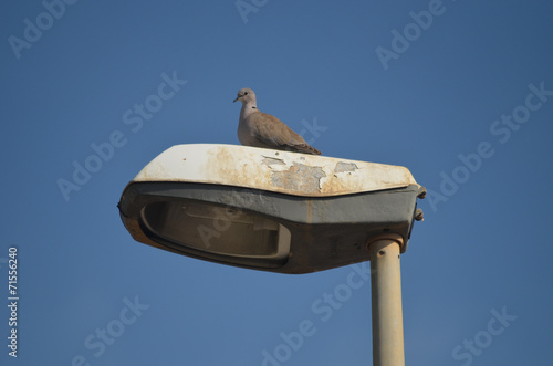 Eurasian collared dove on street lamp photo