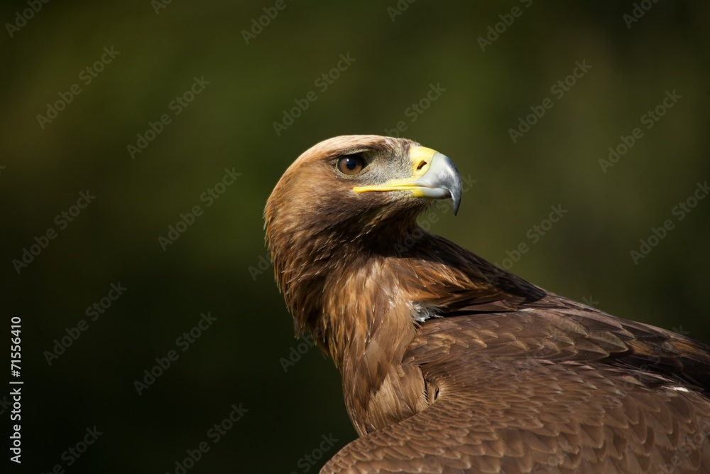 Close-up of golden eagle looking over back Close-up of golden eagle looking over back