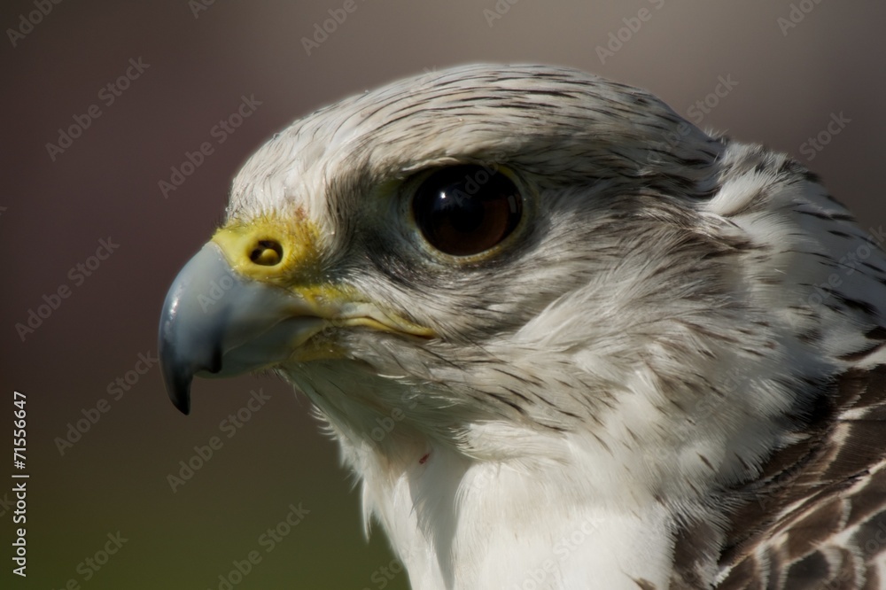 Close-up of gyrfalcon head against blurred background Close-up of gyrfalcon head against blurred background