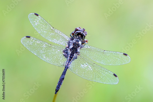 Sympetrum danae photo