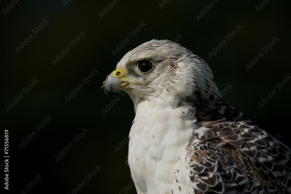 Close-up of gyrfalcon with food on beak Close-up of gyrfalcon with food on beak