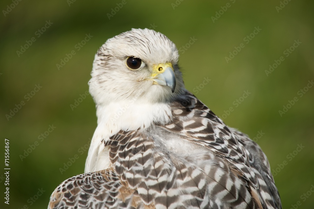 Obraz premium Close-up of gyrfalcon with head turned back