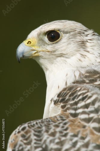 Close-up of head and neck of gyrfalcon