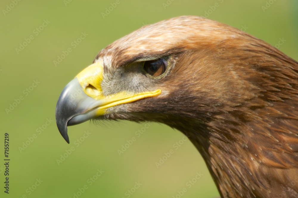 Close-up of sunlit golden eagle head staring