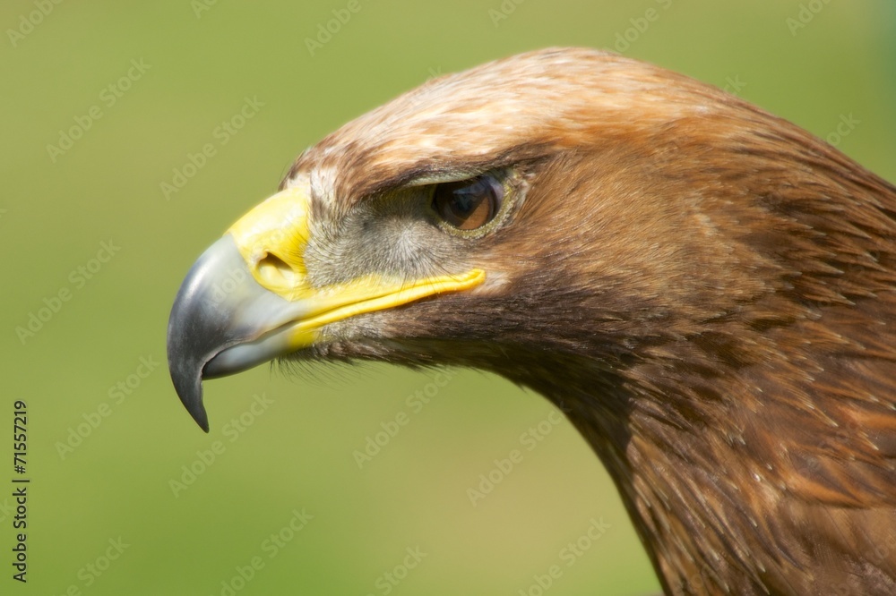 Close-up of sunlit golden eagle head staring Close-up of sunlit golden eagle head staring