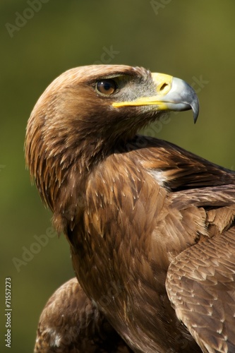 Close-up of sunlit golden eagle looking back