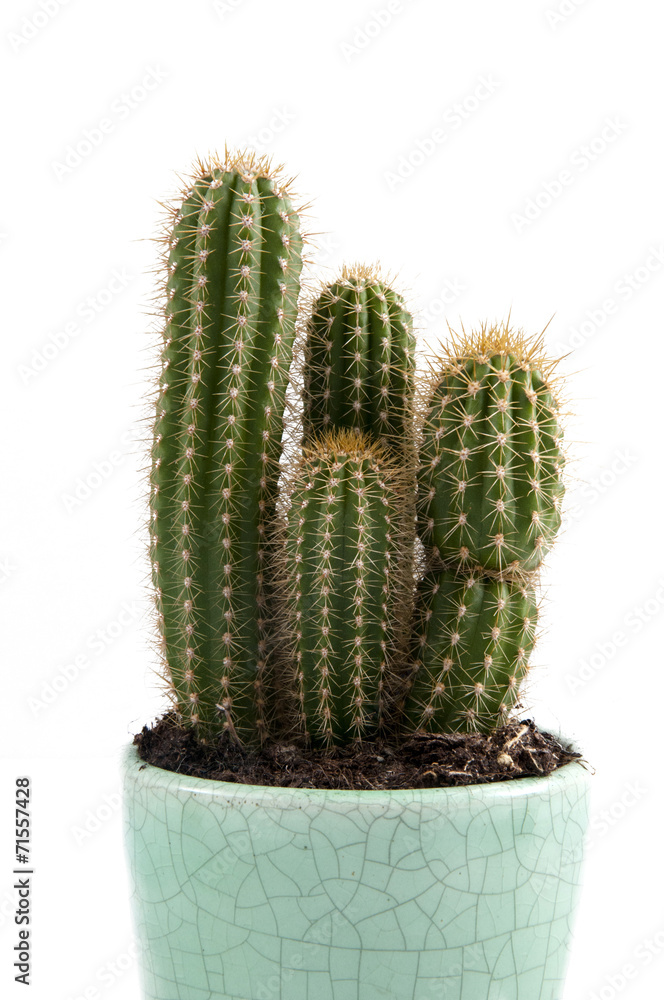 cactus cactus