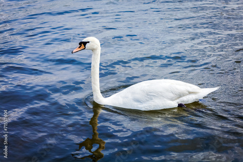 Mute Swan Cygnus olor in lake