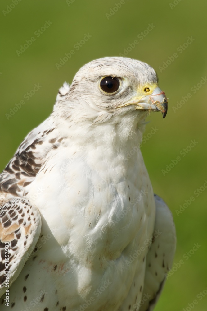Close-up of white gyrfalcon staring into distance
