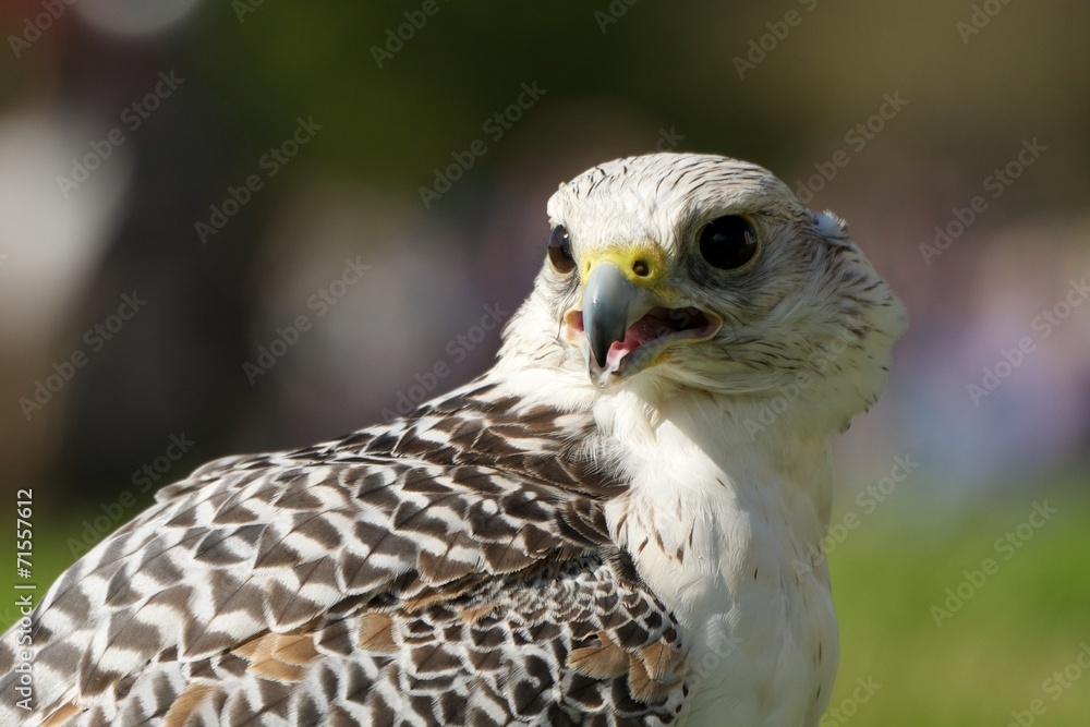 Obraz premium Close-up of white gyrfalcon with beak open