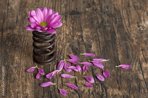 Fototapeta Naklejka Na Ścianę i Meble -  Flower in metal spring with loose petals on grunge wood surface