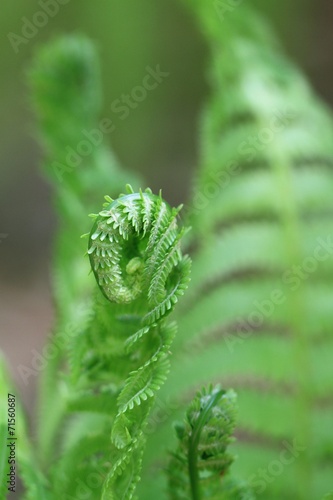Sprout of fern