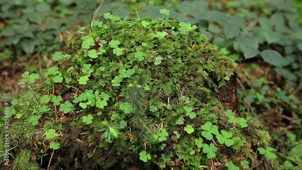 Green moss macro close up detail in the forest Green moss macro close up detail in the forest