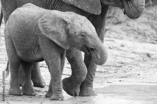 Elephant family drinking water to quench their thirst on very ho