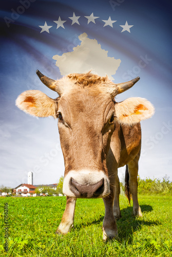 Cow with flag on background series - Kosovo