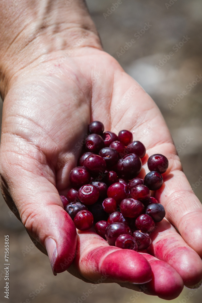 Naklejka premium wild huckeberries
