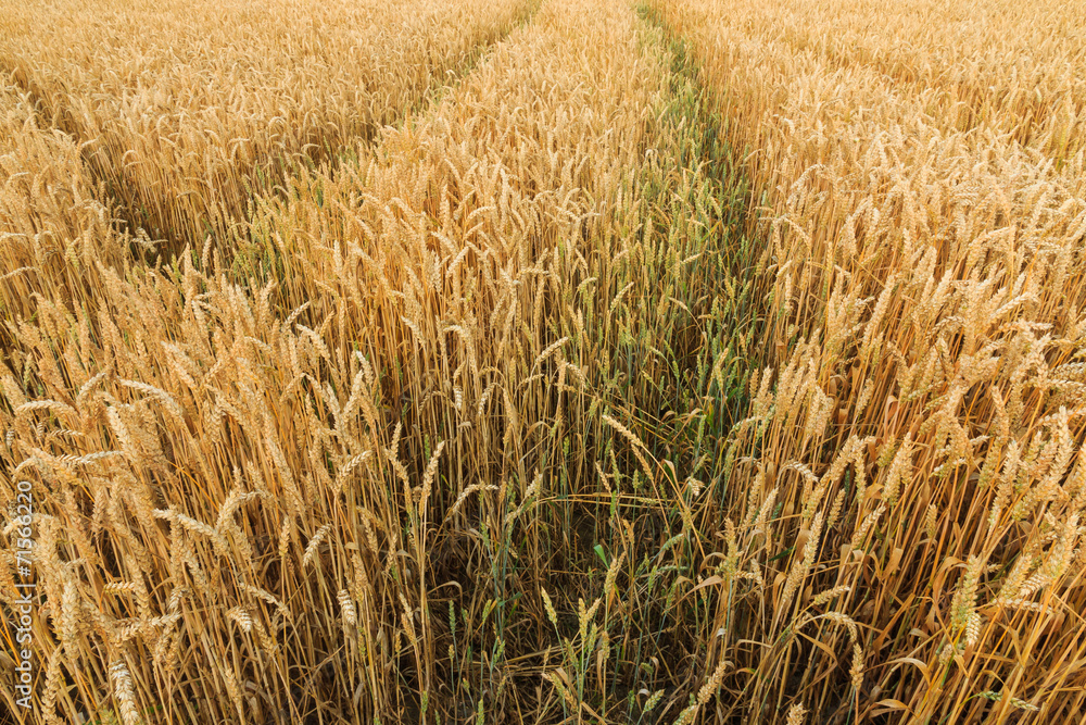 Fototapeta premium Multiple tracks grain field