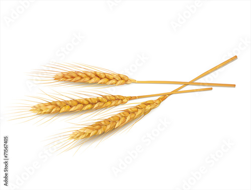 Wheat on white background. Vector