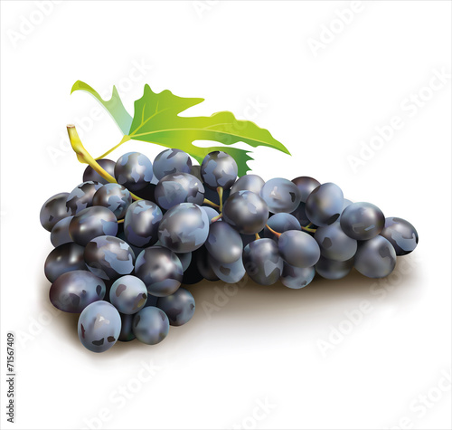 Ripe grape on white  background. Vector
