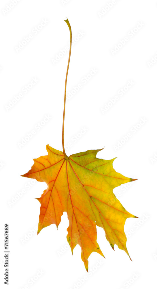 Fototapeta premium Autumn leaf isolated on white