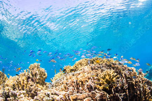 Fototapeta Naklejka Na Ścianę i Meble -  Corals Reef