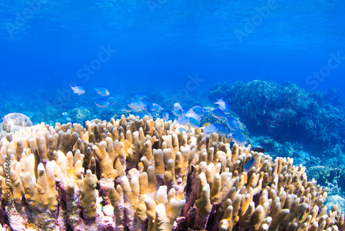 Corals Reef