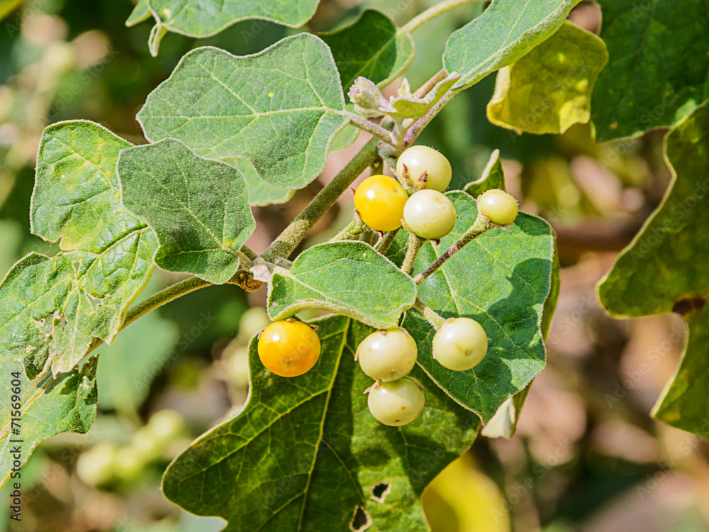 Fototapeta premium Solanum indicum L.