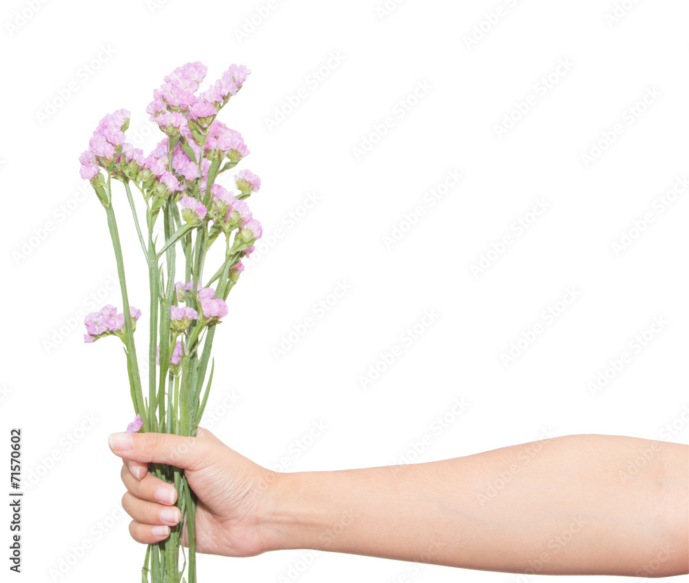 purple statice flowers in hand. purple statice flowers in hand.
