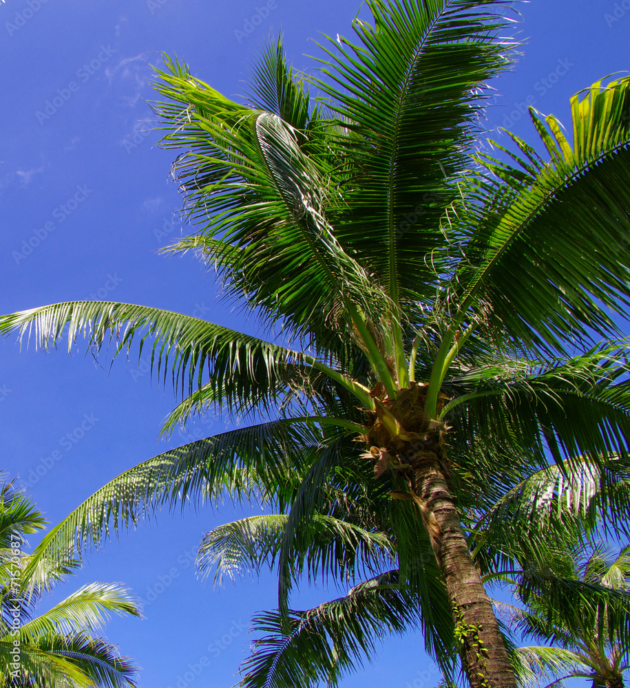 Fototapeta premium palm tree