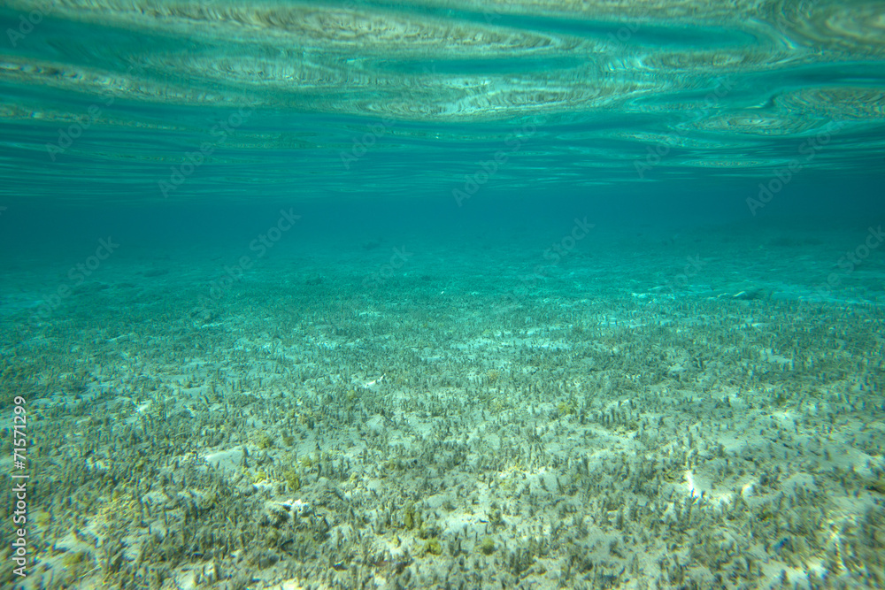 Fototapeta premium Coral Sea