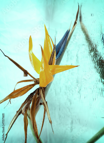 Exotic Bird of Paradise