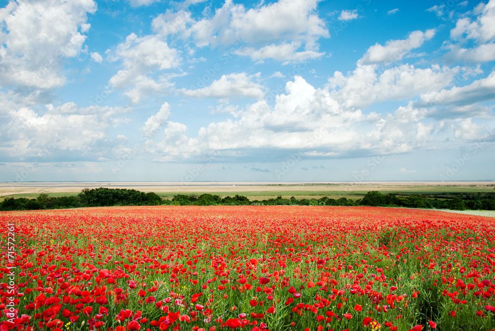Beautiful red poppy field with blue cloudy sky