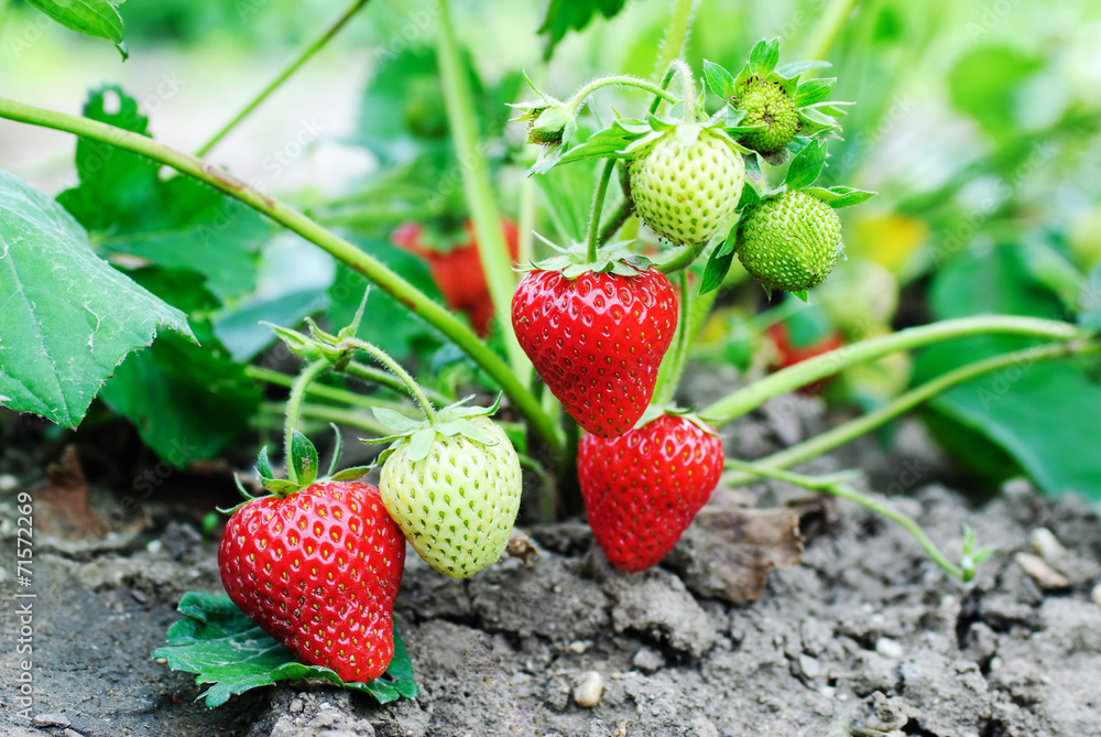 Obraz premium Strawberry plants already ripe to harvest