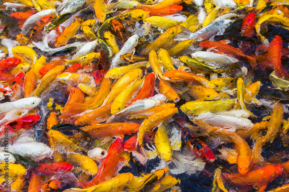 Koi fish colorful swim on the pond, soft focus