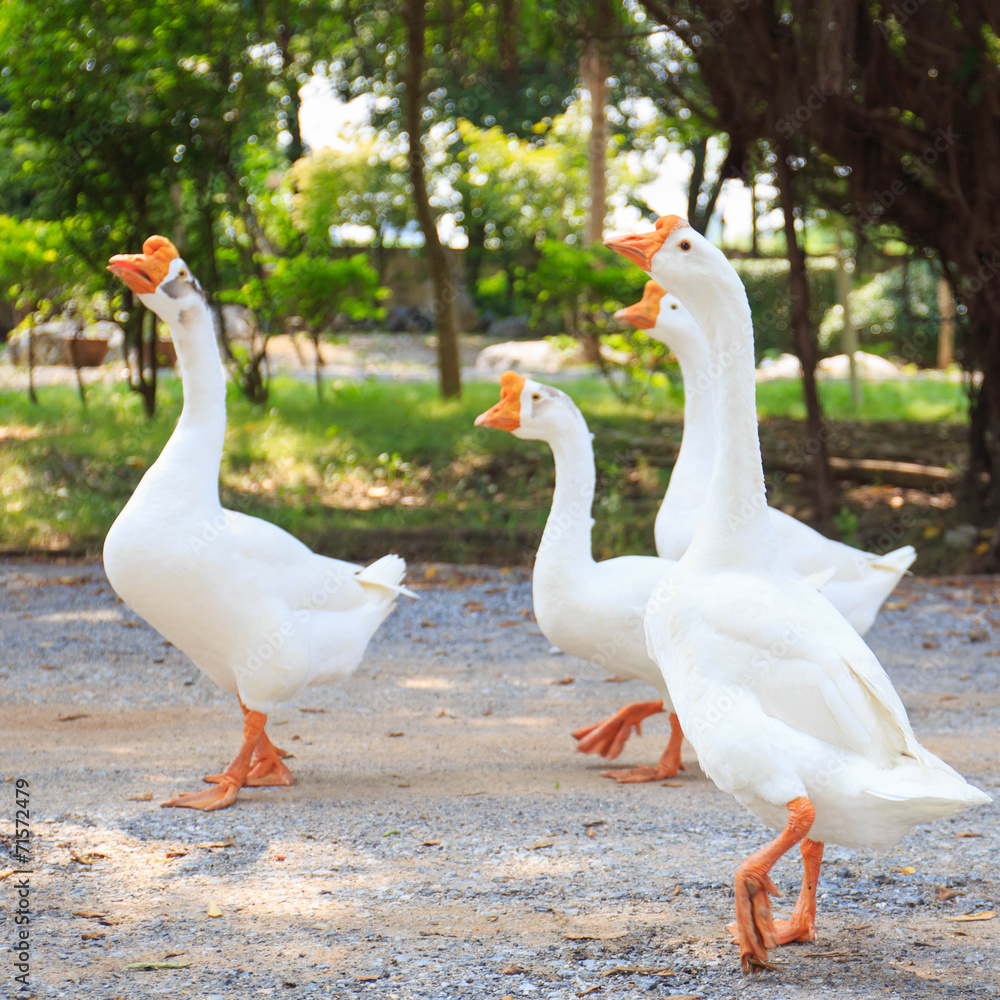 Obraz premium White Embden domestic geese