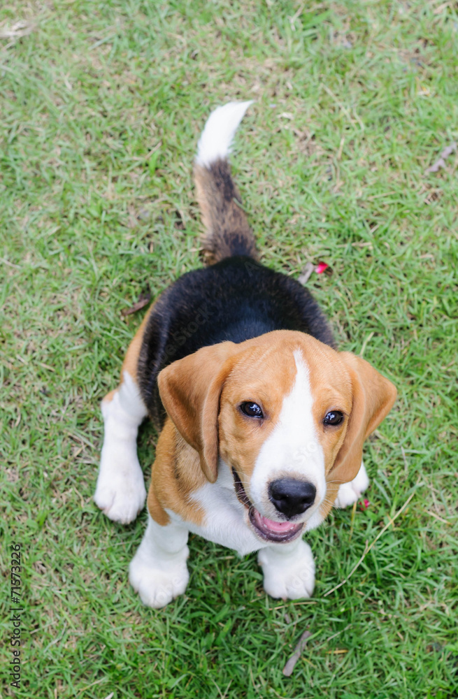 Beagle dog smile in the garden