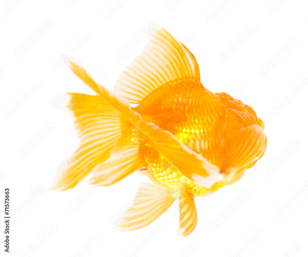 Fototapeta premium Gold fish. Isolation on the white.